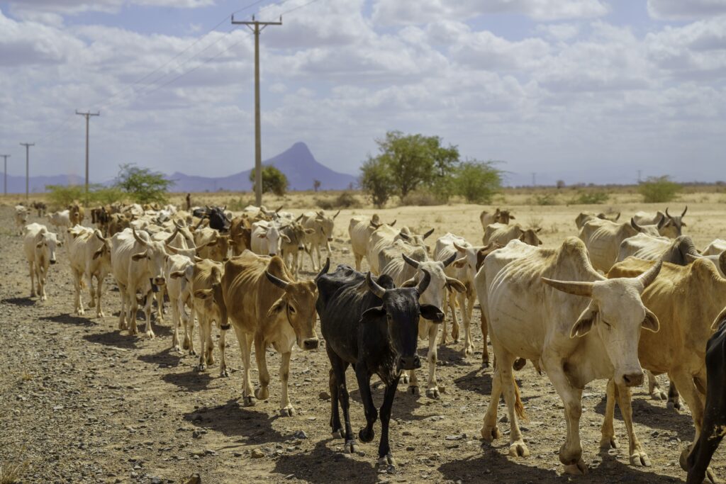 Starving cattle on the move north of Marsabit, Kenya. Credit: Larry Price