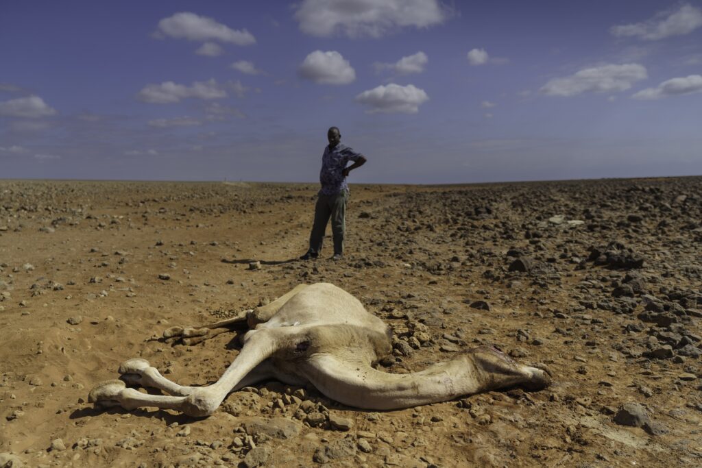 Patrick Katelo , executive director of the Kenyan NGO PACIDA, studies a camel that died the day before of thirst and starvation near Marsabit, Kenya. Credit: Larry Price