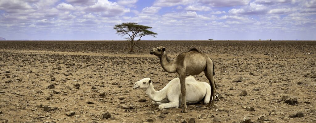Camels in the desert near Turbi in Marsabit County, Kenya. Credit: Larry Price